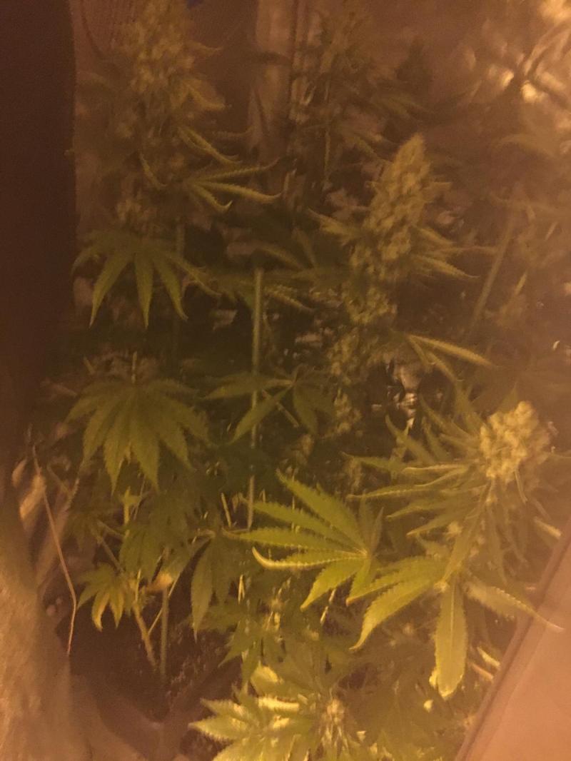 Drugs seized at Kildare growhouse