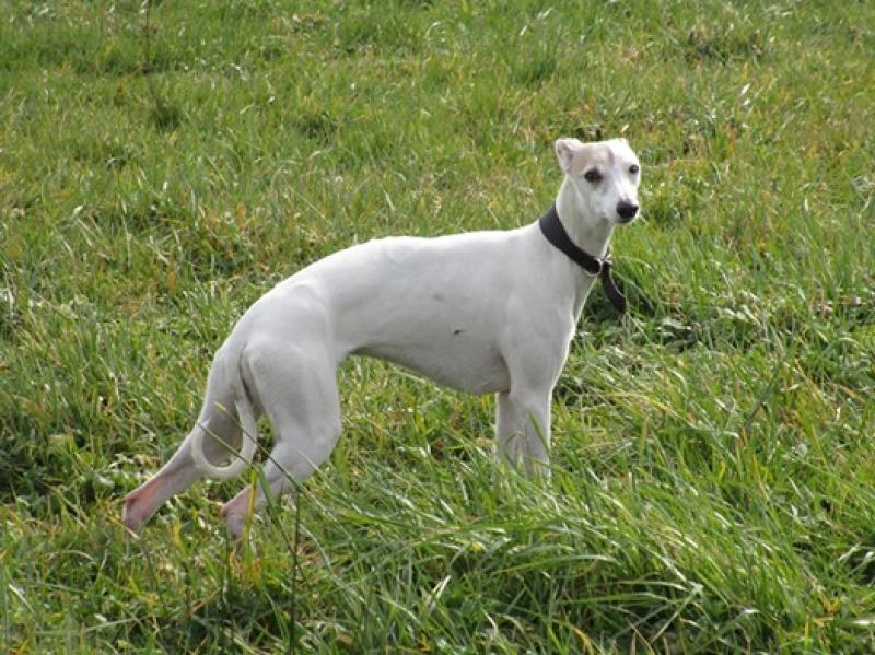Kildare family desperate for news on beloved pet whippet 'Mica' missing over 2 weeks
