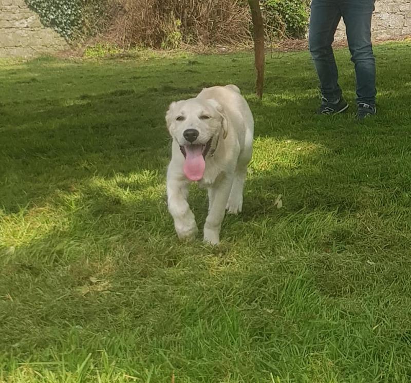 Beloved 5-month old Golden Labrador 'Marley' is missing from Athy