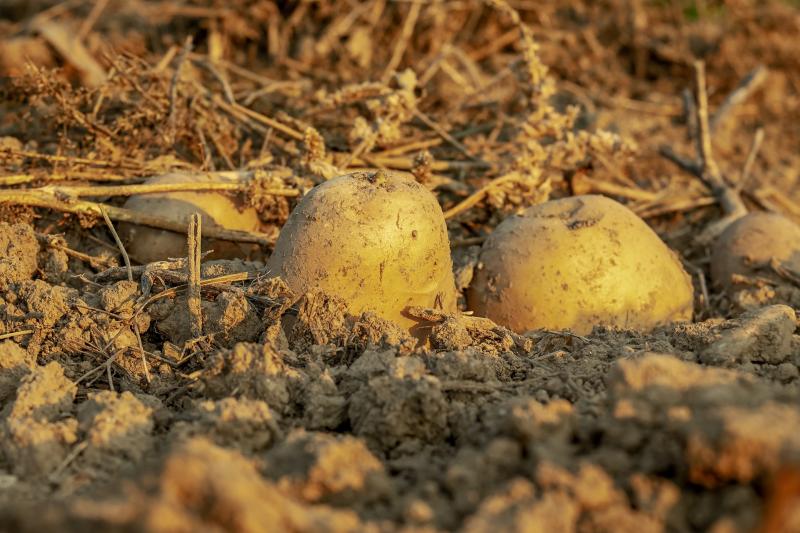 Kildare Senator welcomes €3.1 million scheme for seed potato and chipping potato sector