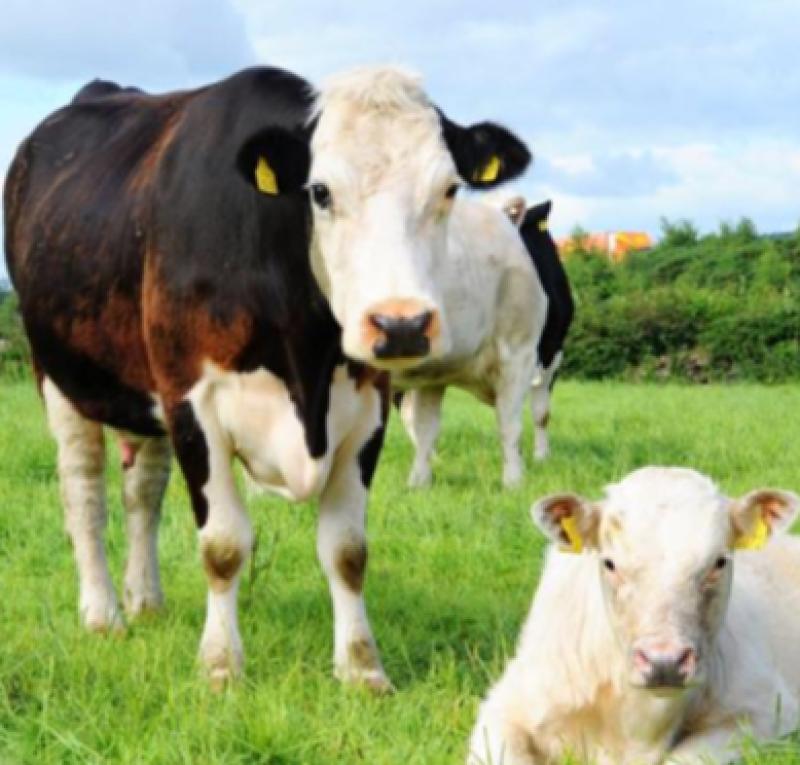 Teagasc