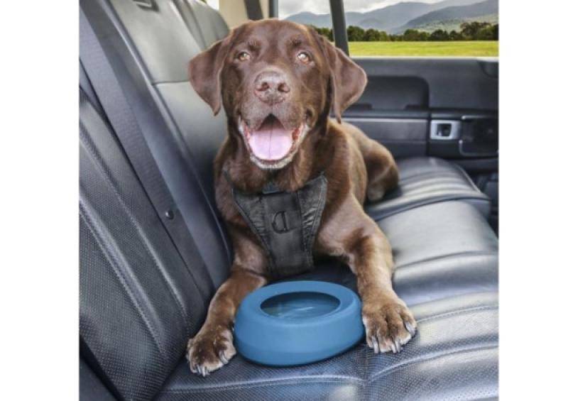 Make sure your pets are ready for long car journeys this summer 