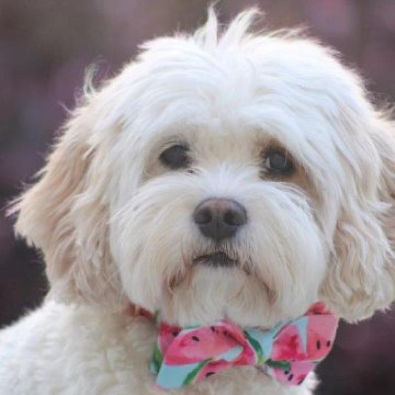Meet Mia-Kildare's contender for the 'Nose of Tralee' title!