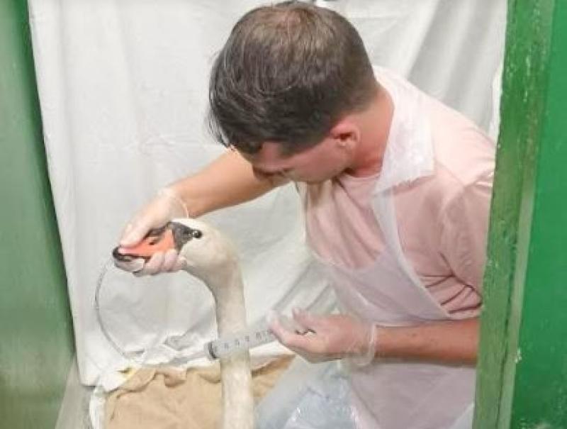Kildare sanctuary caring for 7 swans covered in oil following river pollution incident 