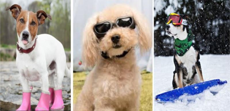 weather dogs