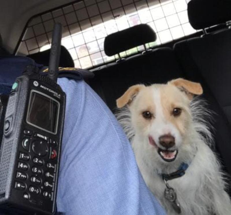 'Paw Patrol' for this lost dog in Kilcullen as he gets a lift home off gardai!