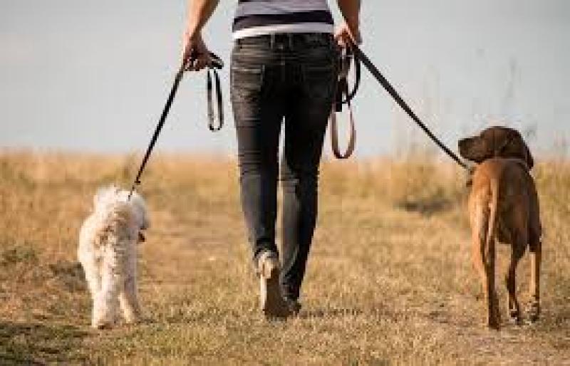 dog walk
