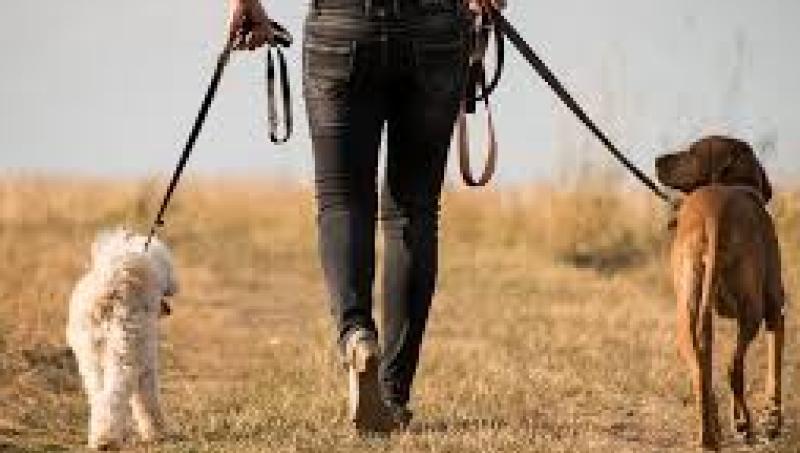 Virtual Curragh Dog Walk 2021 to raise funds for Kildare Animal Foundation