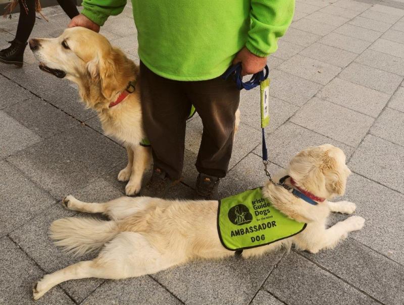 Irish Guide Dogs for the Blind visit Whitewater Kildare Now