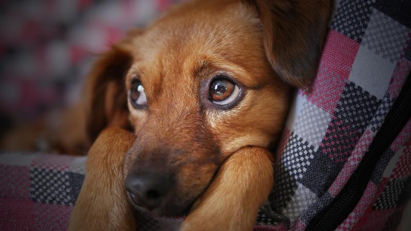 Irish animal lovers encouraged to support Ukrainians with pets in ISPCA statement