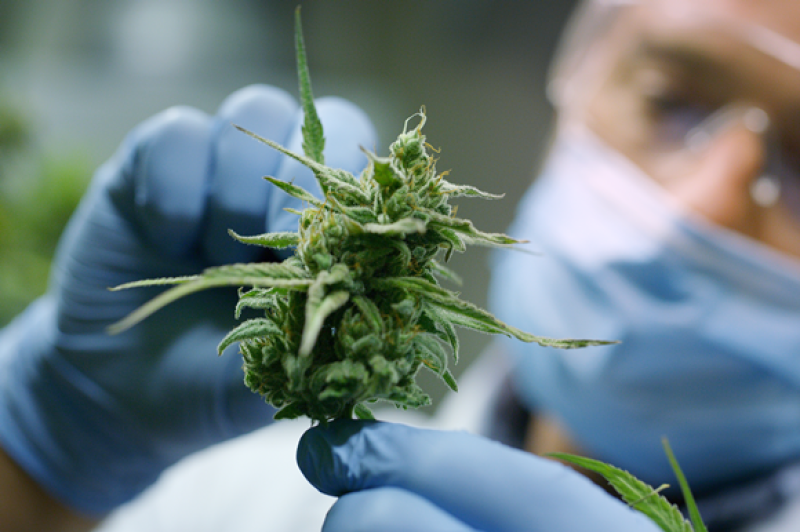 Medical cannabis plan to be discussed at Leinster House tomorrow 