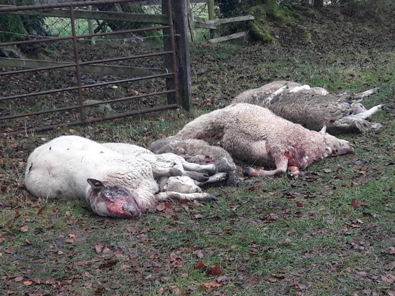 Farmer calls on dog owners to keep 'treasured pets' under control
