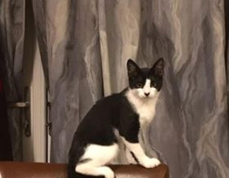 Missing kitten is 'dearly missed' by Kildare Town owners