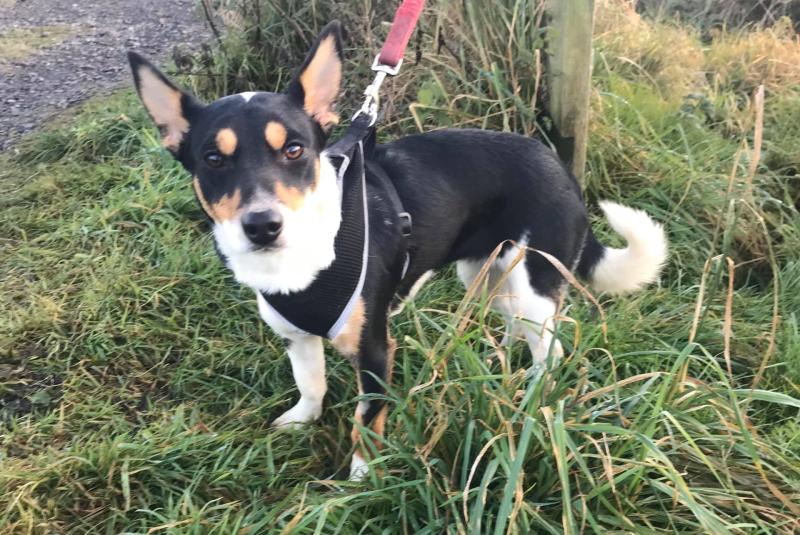 Forever home sought for adorable little Norma 