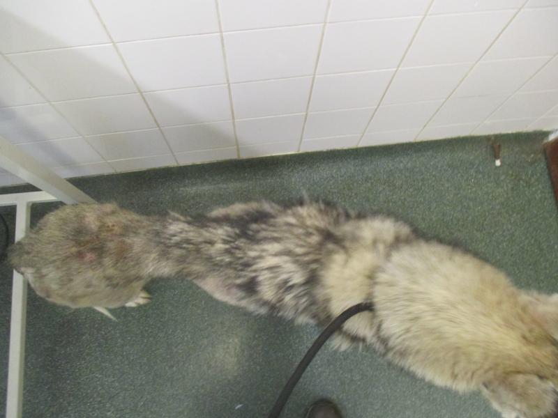 husky dog cruelty Portlaoise 