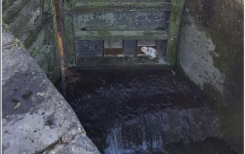 Ding, dong, Pussy's in the well - actually the lock