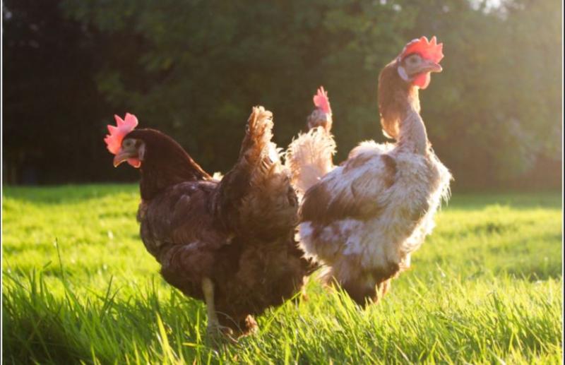 Kildare animal sanctuary to feature on RTÉ One documentary series 