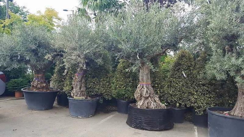 Olive trees ideal to thrive in Irish climate!