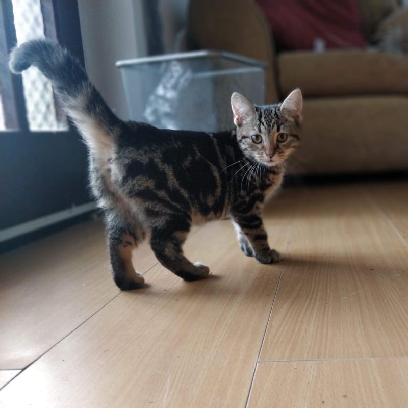 KWWSPCA still seeking short term foster carers for cats