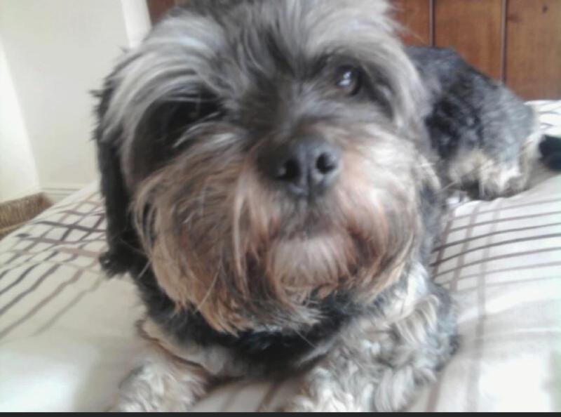 HELP FIND 16 YEAR OLD ELVIS