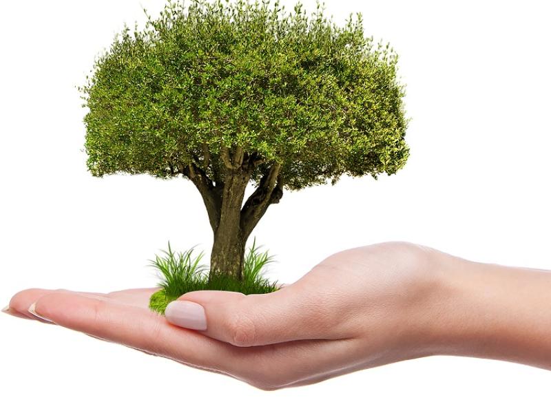 Plant more trees in Kildare