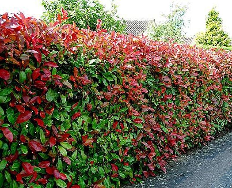 Jo of Caragh Nurseries on the benefits and variety in hedging plants  of Laurel, Protugeses Laurel and 'Red Robin'