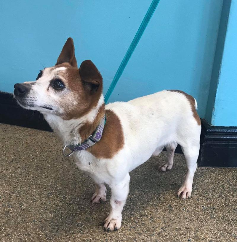 KWWSPCA to remain at Athgravan shelter for the immediate future