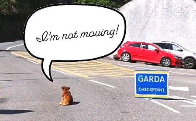 'I'm not moving,' Brave pooch defies Garda Covid-19 checkpoint over Easter weekend 