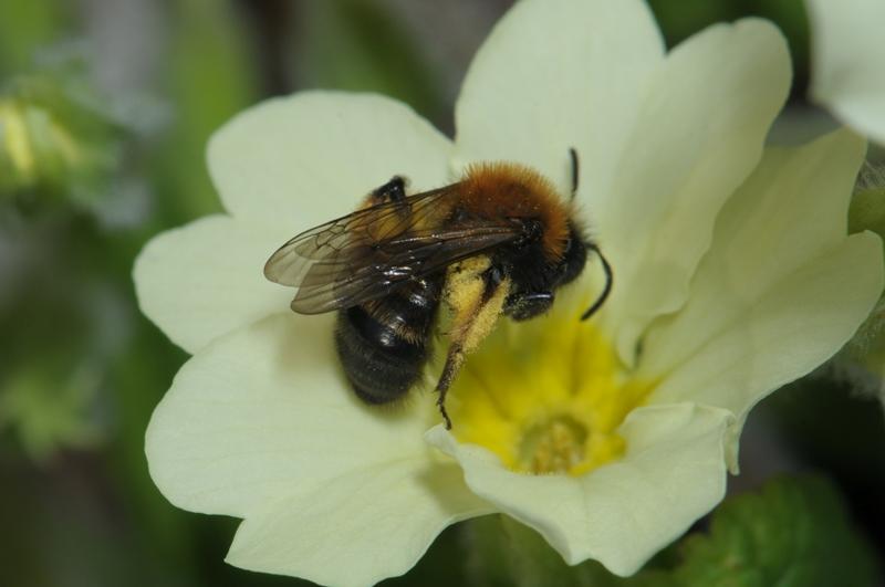 Teagasc mark World Bee Day by asking farmers to be &lsquo;bee friendly&rsquo;