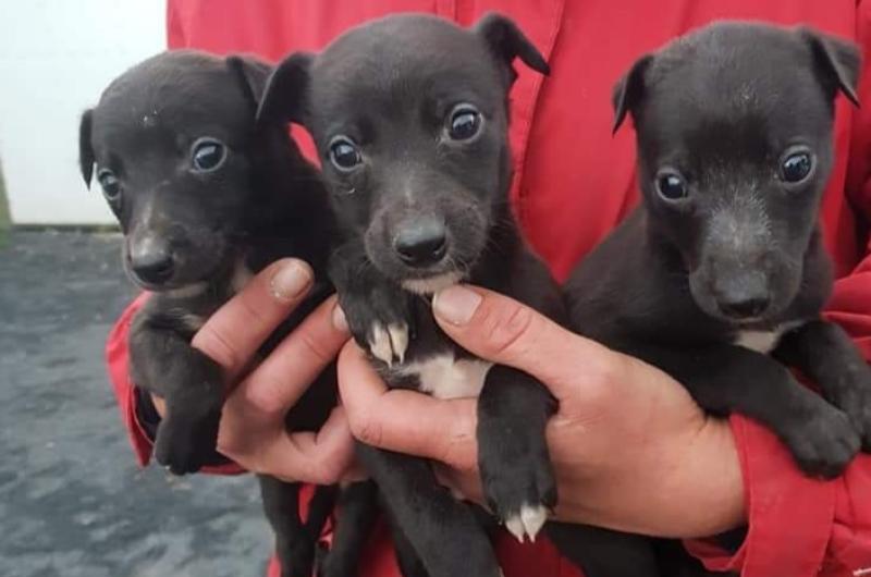 Gardai recover dogs worth substantial amount after stopping speeding van on motorway