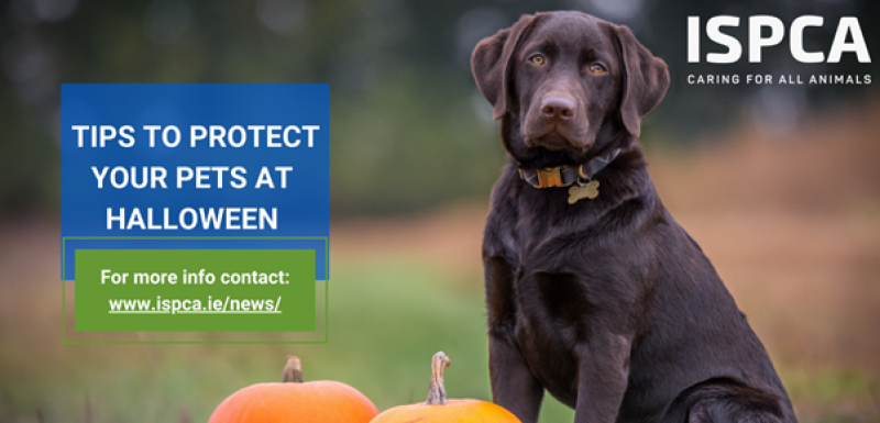 ISPCA issues pet safety tips for a safe Halloween