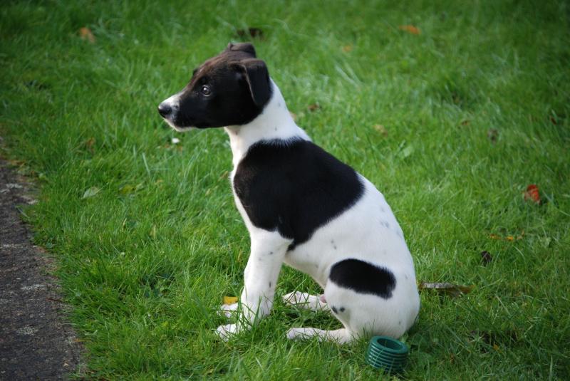County Kildare dog lover who cared for abandoned animals gets Probation Act for no licences