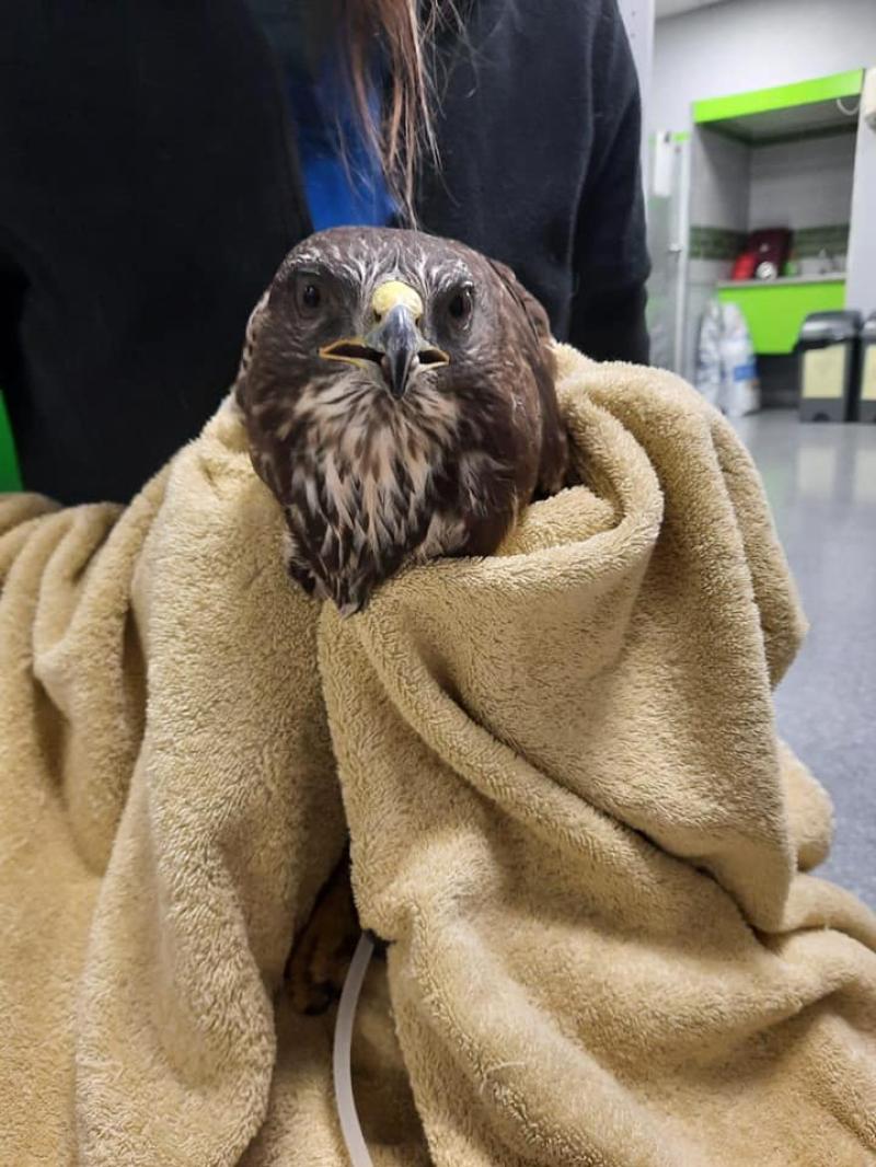 Anger over shooting of buzzard in County Kildare