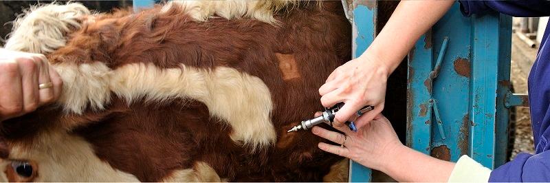 New approach to inconclusive reactor animals