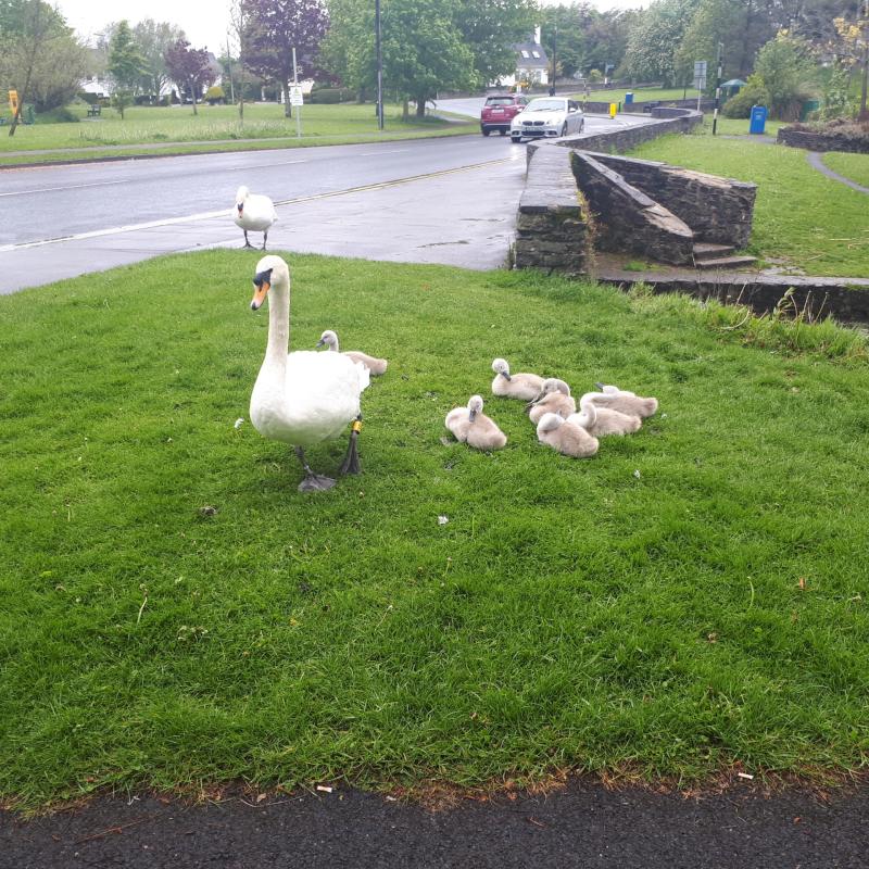 Swans of Naas are granted free passage