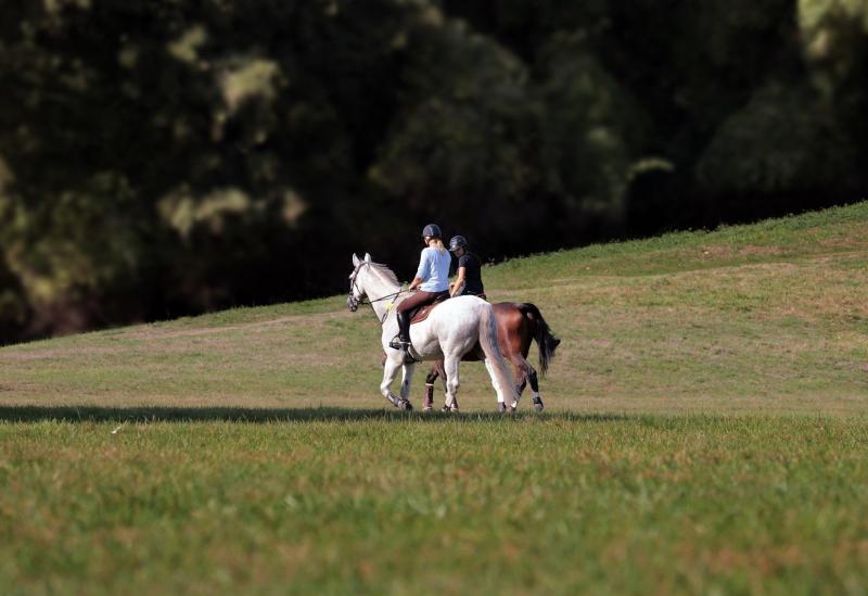 Kildare Senator welcomes allocation of nearly €1 million for Horse Sport Ireland