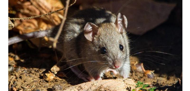 TOP TIPS: Avoid inviting rats into your house for Christmas 
