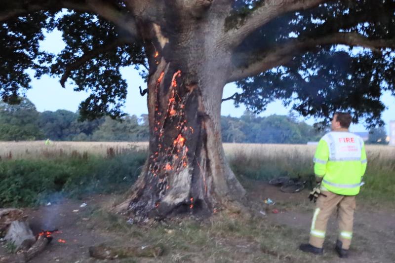 Kildare Fire Service called after vandals set tree alight in grounds of Castletown House 