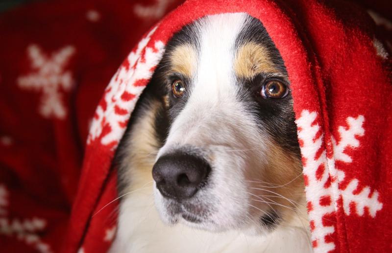 Kildare animal shelter announces Christmas Fair 2021