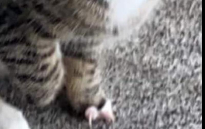 Kildare West Wicklow Society for the Protection of Cruelty to Animals (KWWSPCA) appeal for help to neuter deformed feral cats in Rathangan