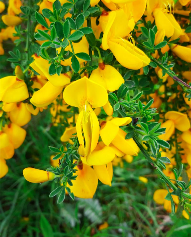 Kildare's Wildlife Watch - Broom is in bloom