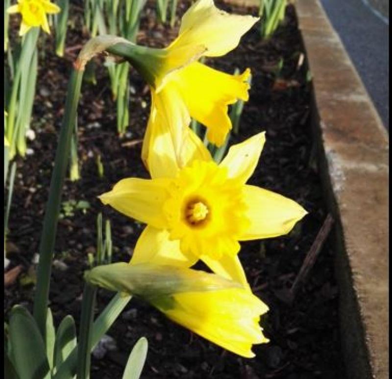 A host of golden daffodils shows Spring has sprung! Photo 1 of 1