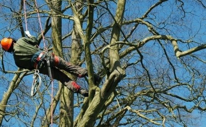 tree surgeon