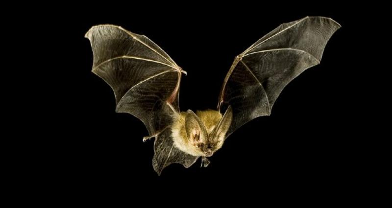 Bat
