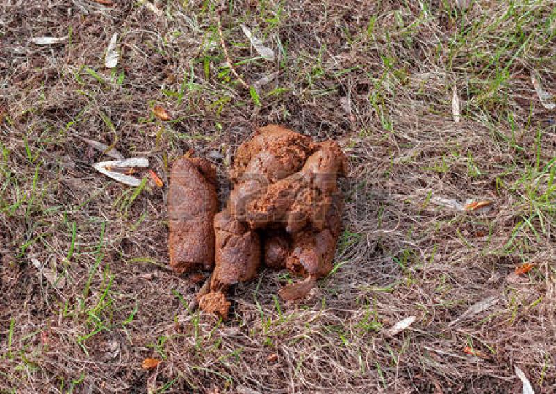 Pensioner on return to native Athy expresses shock at 'dog muck