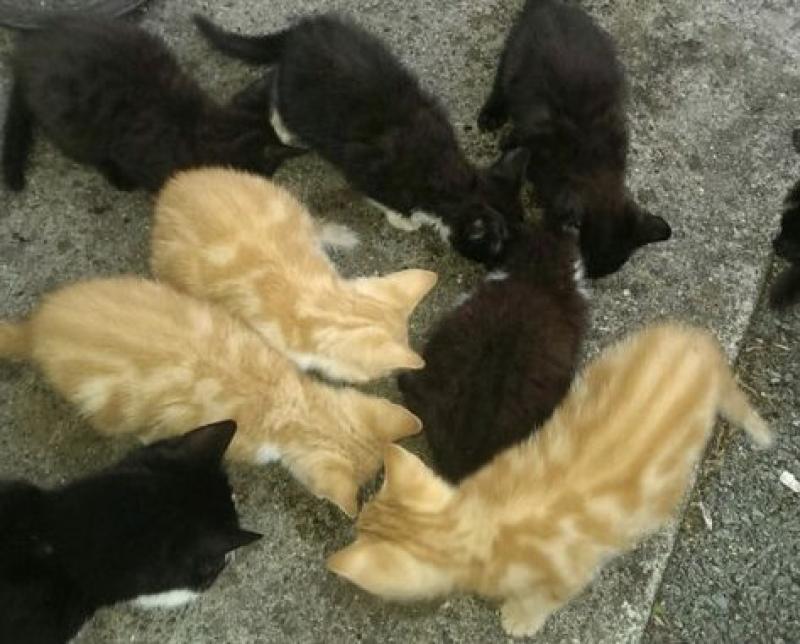 kittens-in-need-of-homes