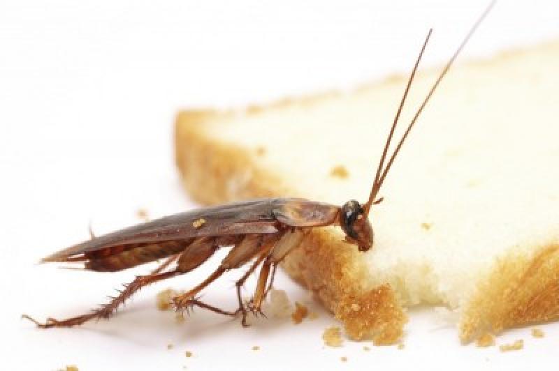 a-cockroach-having-a-snack