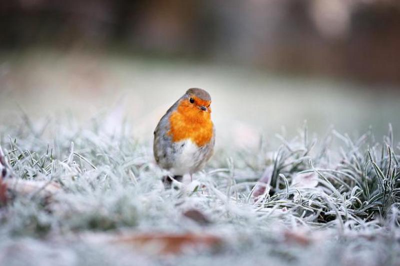cold & frosty