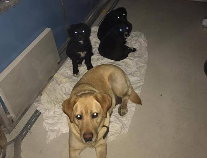 Mother and puppies abandoned near landfill in Co Kildare Photo 1 of 1