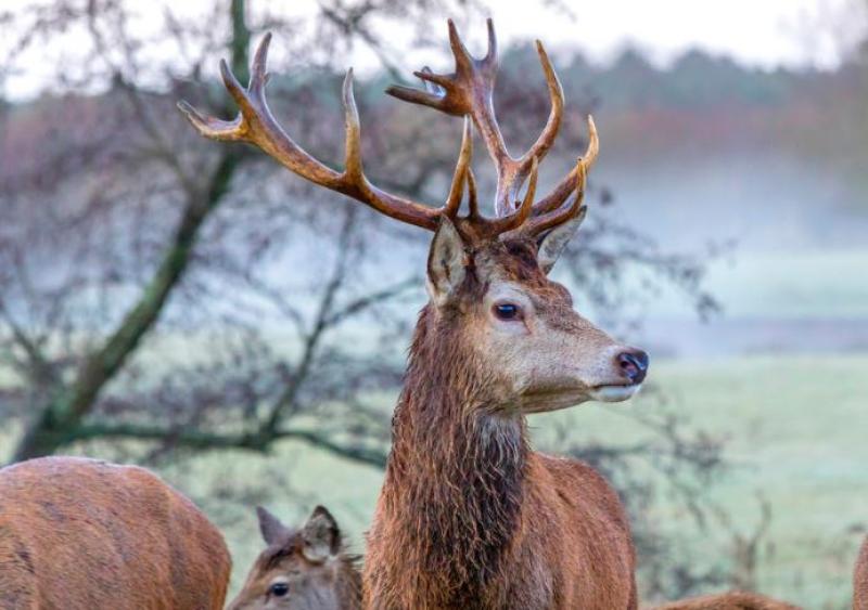 damp and misty deer